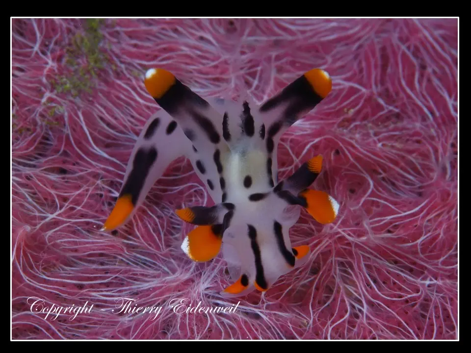 Anilao Macro Dive Media Highlight